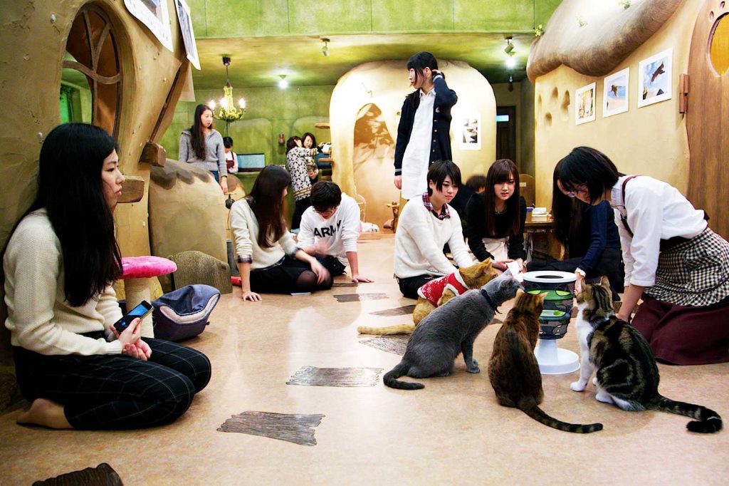 Кафе с кошками. Temari no Ouchi