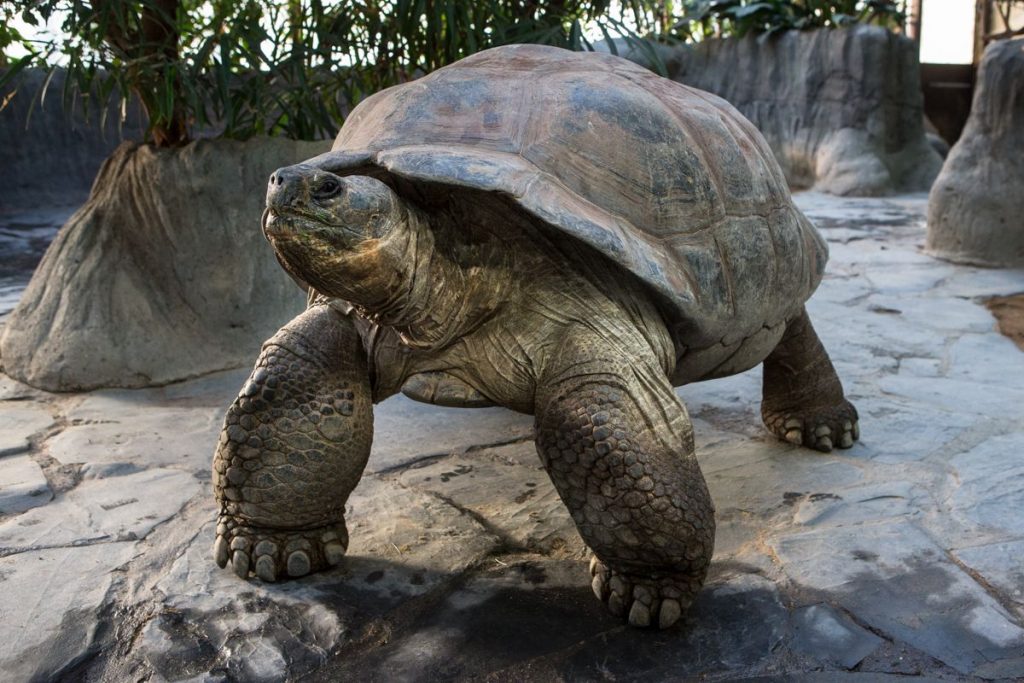 Необычные черепахи. Слоновая черепаха