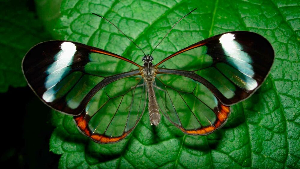 Самые необычные насекомые. Грета Ото 