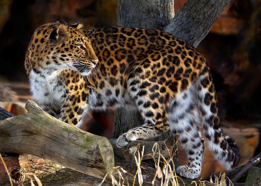 Редкие виды животных. Амурский леопард