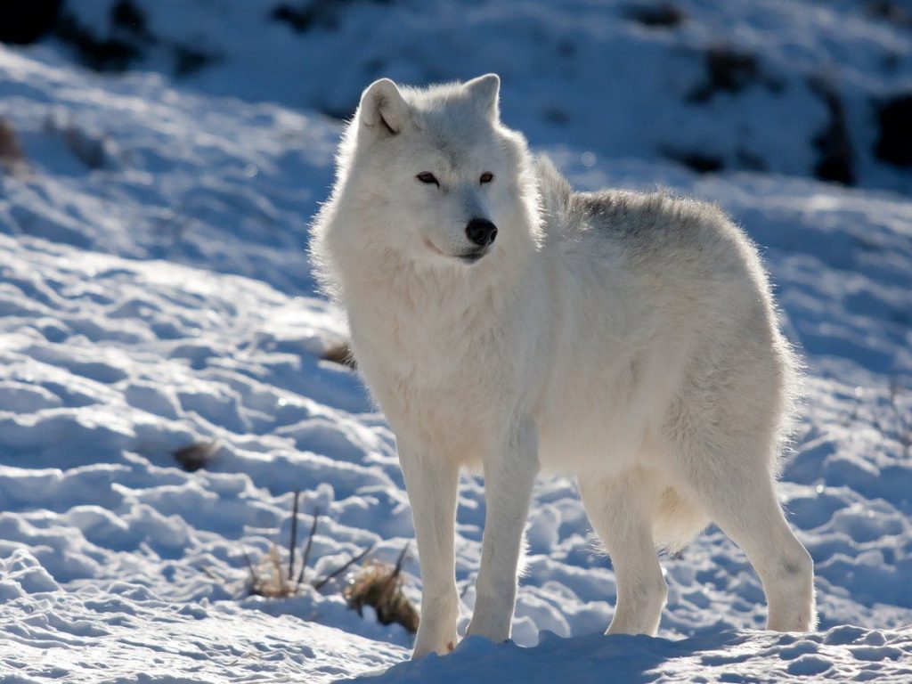 Белые животные. Полярный волк