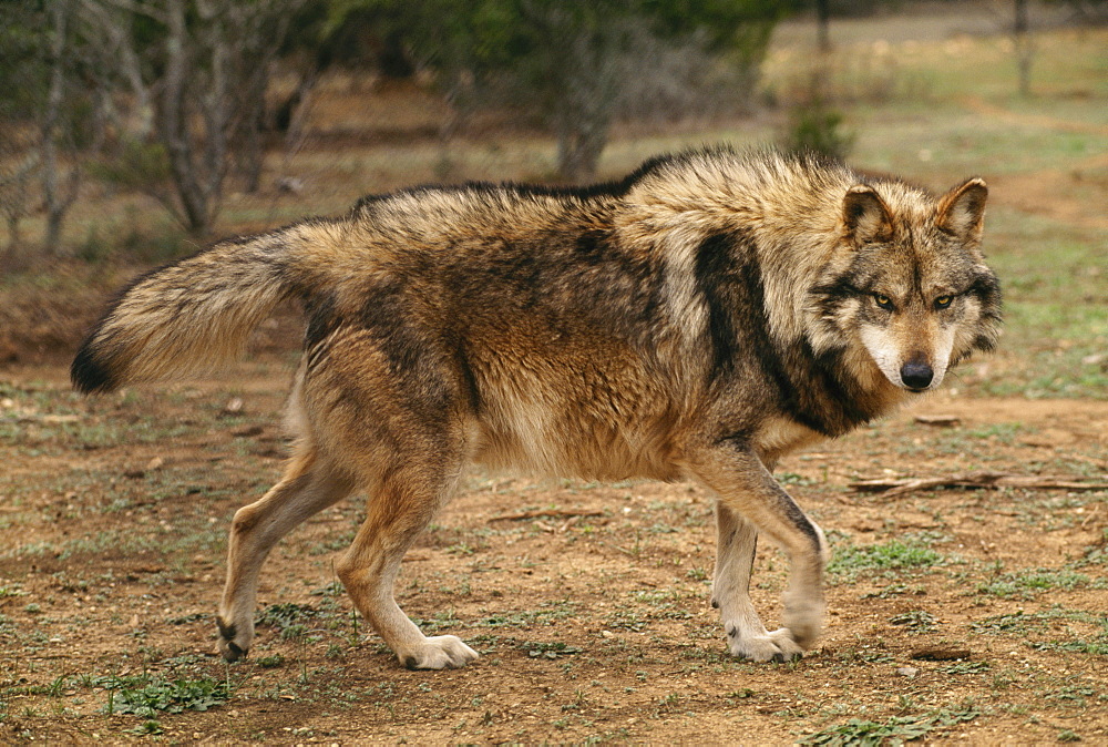 Редкие виды животных. Волк мексиканский