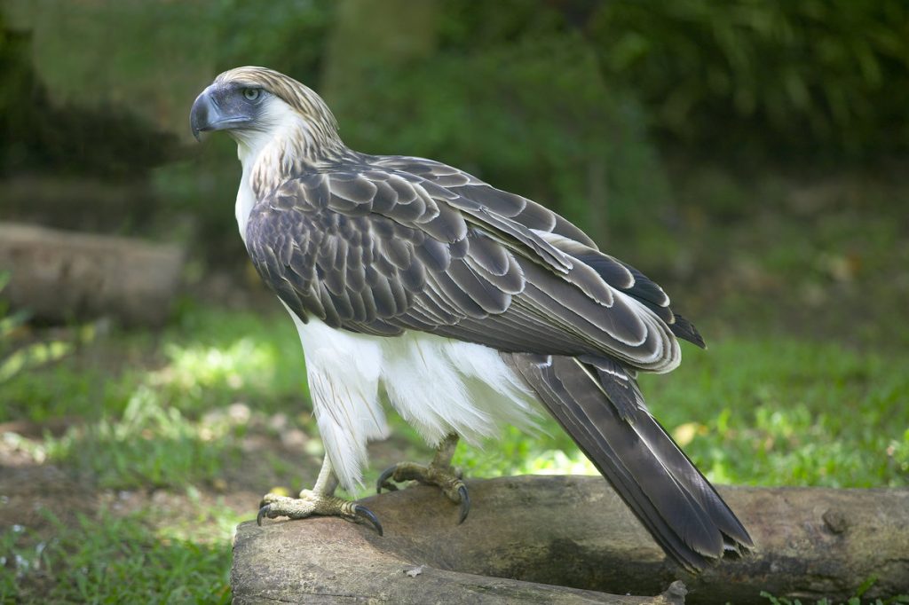 Редкие виды птиц. Филиппинский орел
