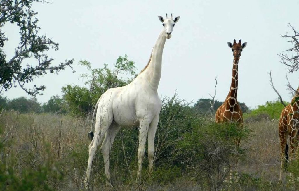  Белые жирафы
