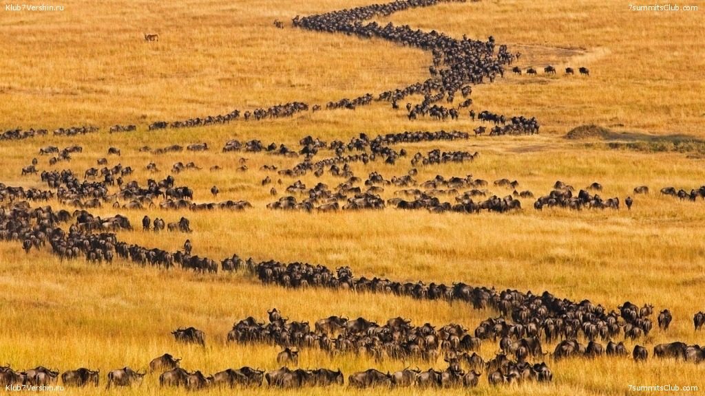 Миграции животных. Антилопы гну