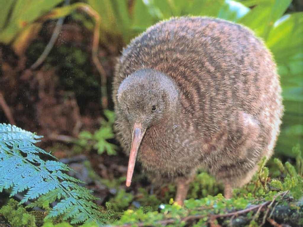 Уникальная природа Новой Зеландии. Киви