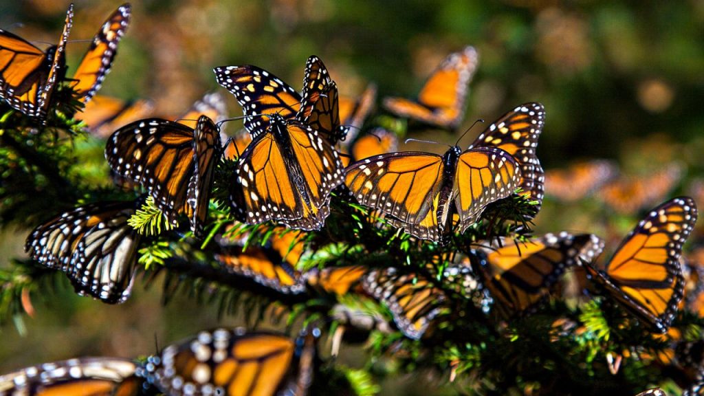 Красиая миграция Бабочки Монарх