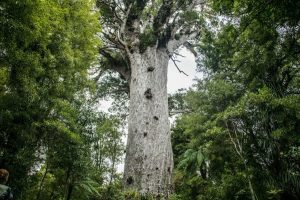 Уникальная природа Новой Зеландии. Новозеландское каури