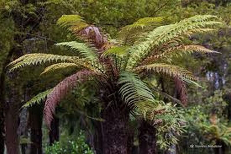 Уникальная природа Новой Зеландии. Циатея серебристая