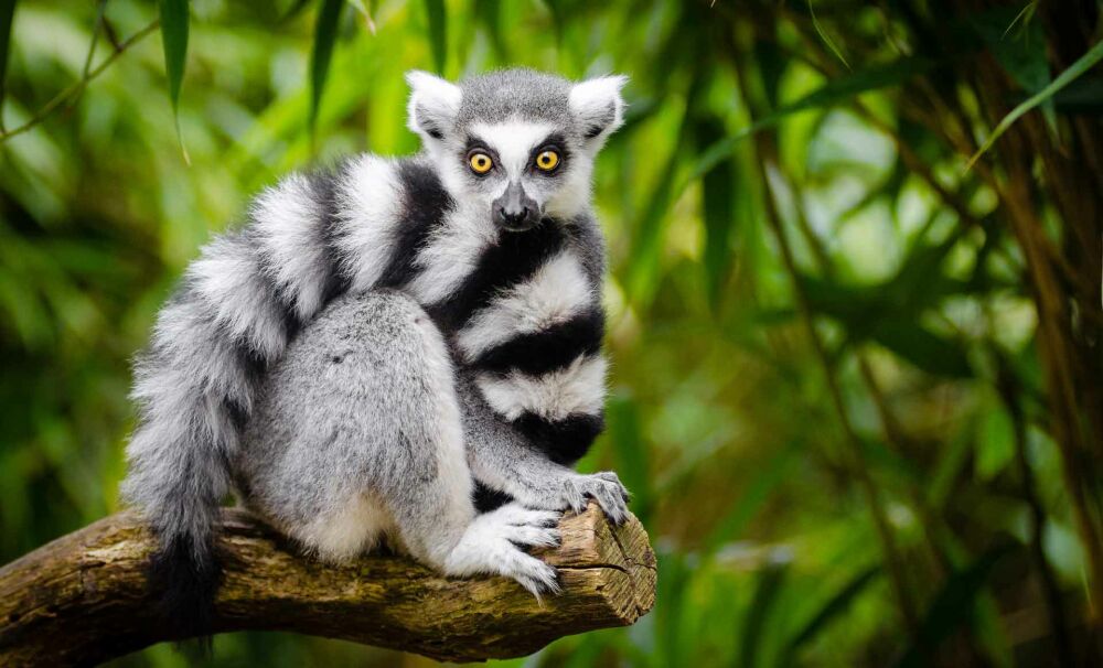 Удивительная природа Мадагаскара. Лемуры
