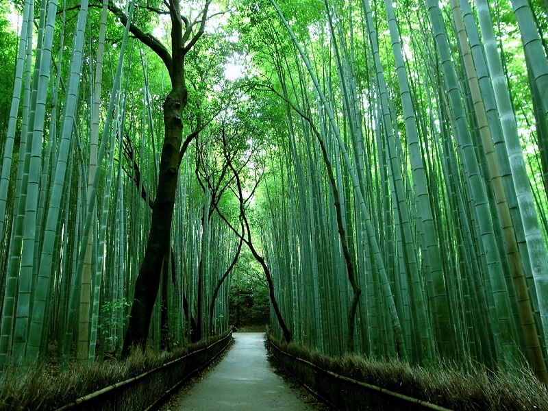 Самые необычные леса. Бамбуковый лес Сагано