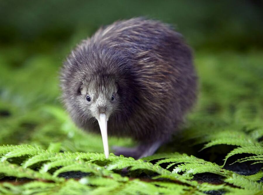Животные-символы стран. Новая Зеландия