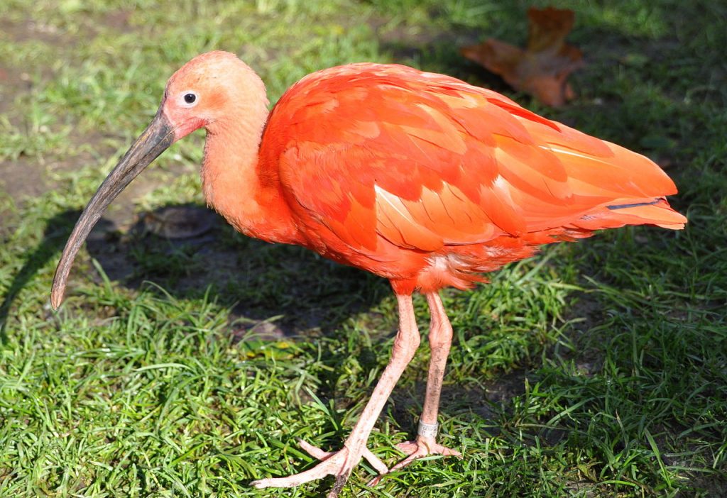 Удивительные птицы Южной Америки. Красный ибис