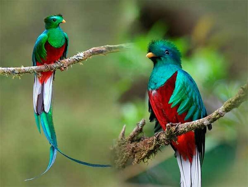 Удивительные птицы Южной Америки. Квезаль