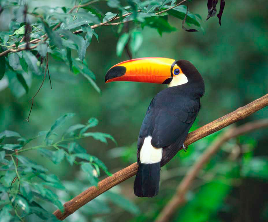 Удивительные птицы Южной Америки. Тукан