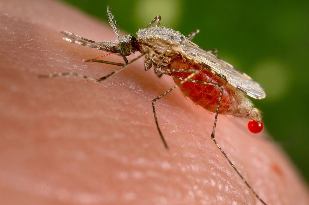 Самые опасные насекомые. Малярийный комар
