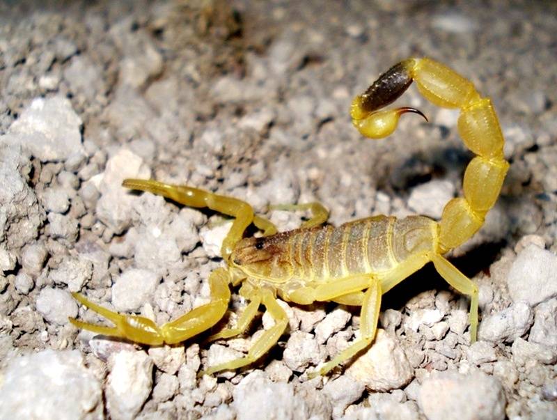 Самые опасные скорпионы.Обычный жёлтый скорпион