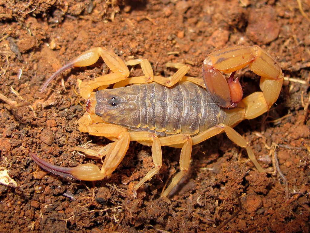 Самые опасные скорпионы. Tityus serrulatus