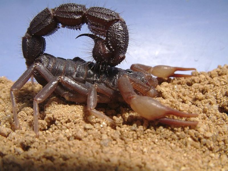 Самые опасные скорпионы