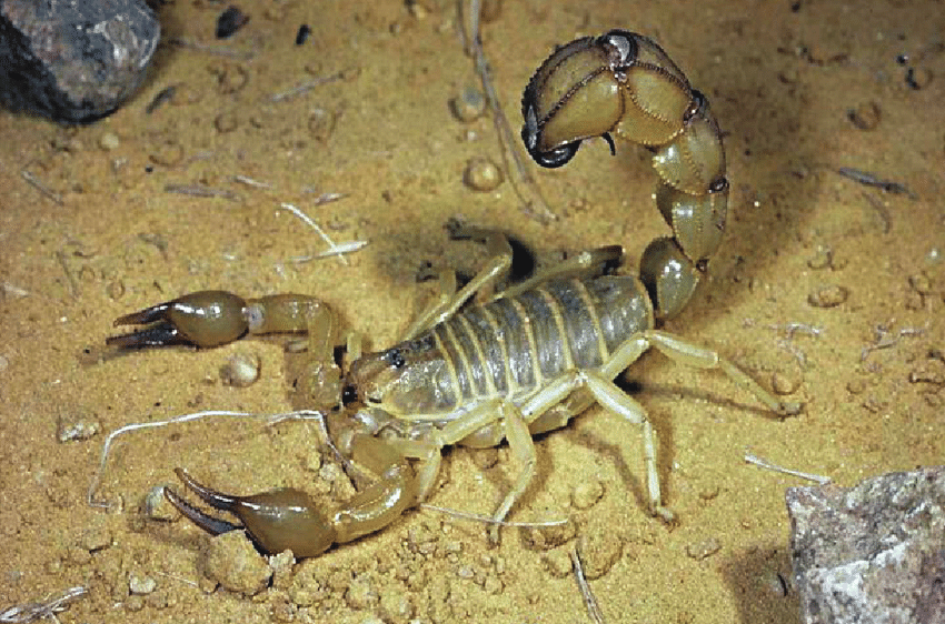 Самые опасные скорпионы. Androctonus australis