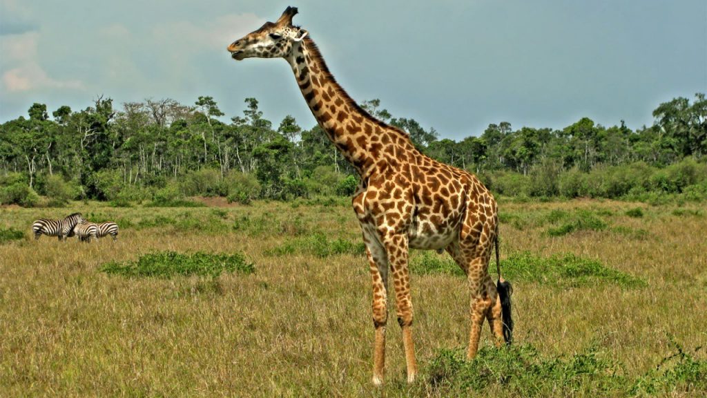 Животные с длинными хвостами. Жираф