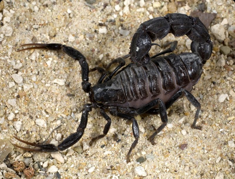 Самые опасные скорпионы. Androctonus bicolor