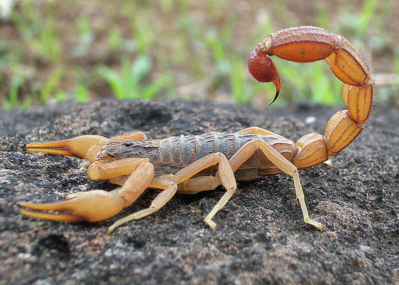 Самые опасные скорпионы. Hottentotta Tamulus