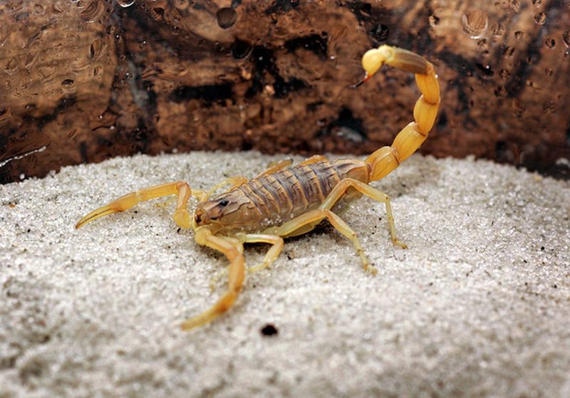 Самые опасные скорпионы. Leiurus quinquestriatus