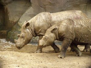 Самые редкие животные. Суматранский носорог