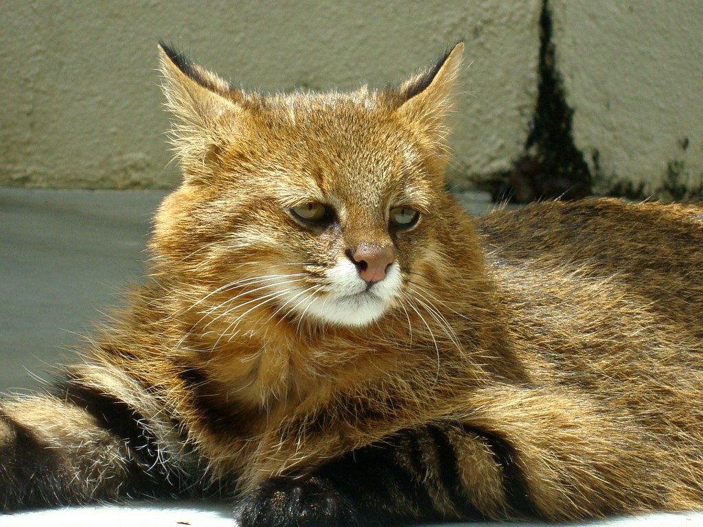 Редкие виды диких кошек. Пампасская кошка