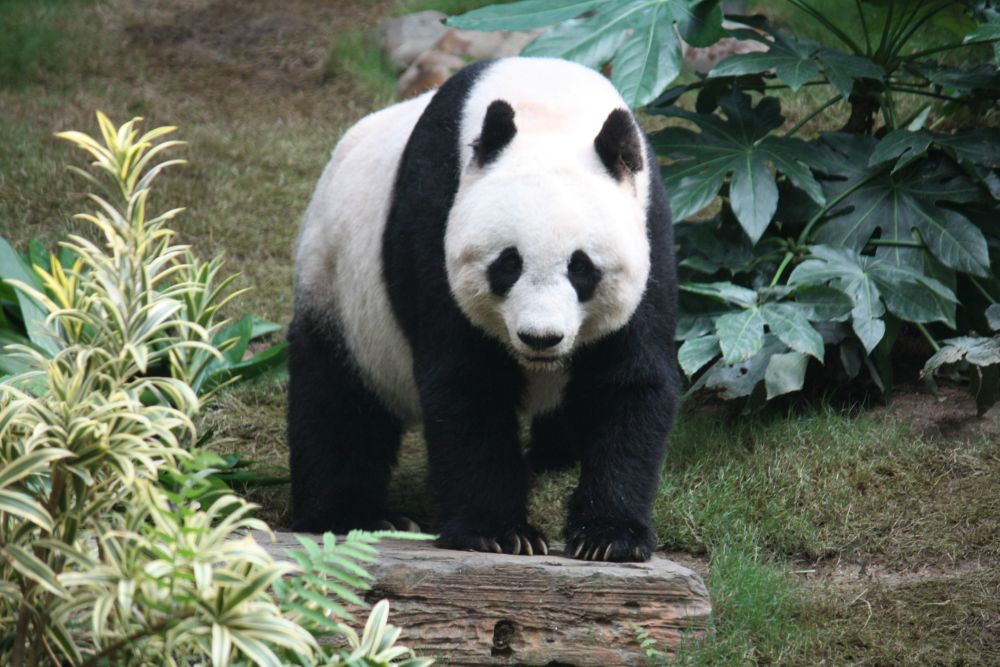 Самые редкие животные. Большая панда