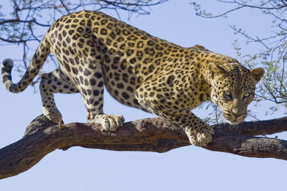 Животный мир африканских саванн. Леопард