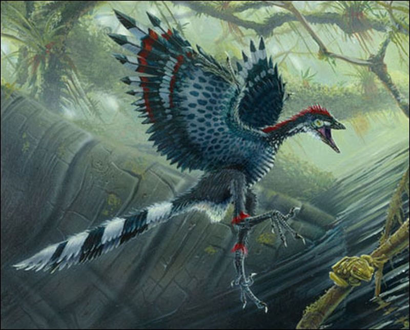 Древние ископаемые птицы. Археоптерикс