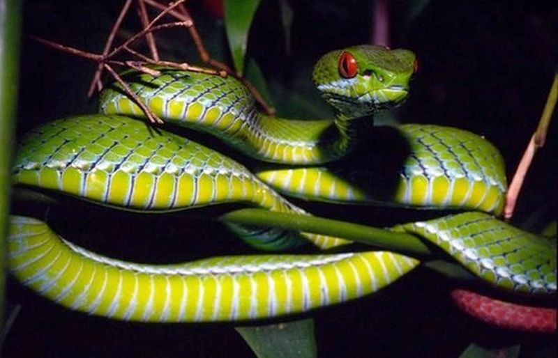 Новые виды животных. Змея Cryptelytrops Rubeus
