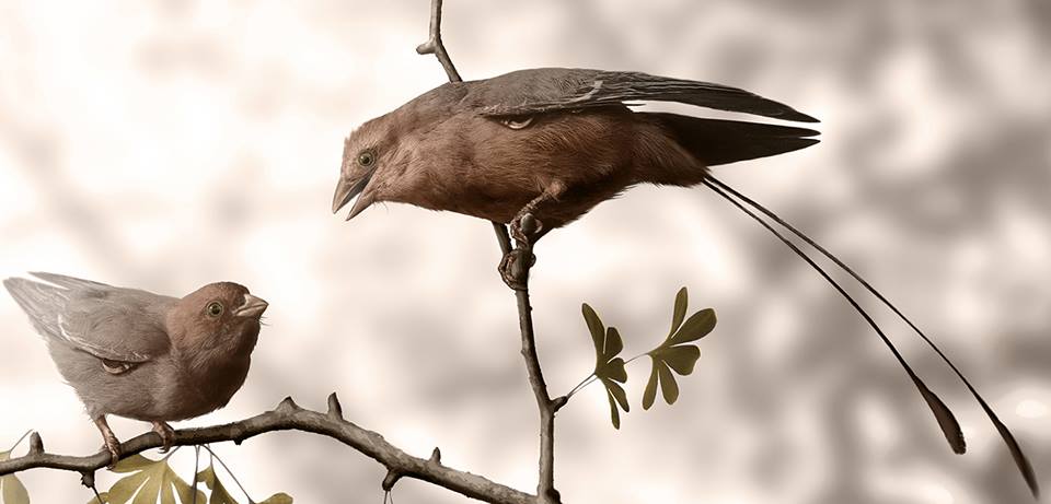 Древние ископаемые птицы. Конфуциусорнисы