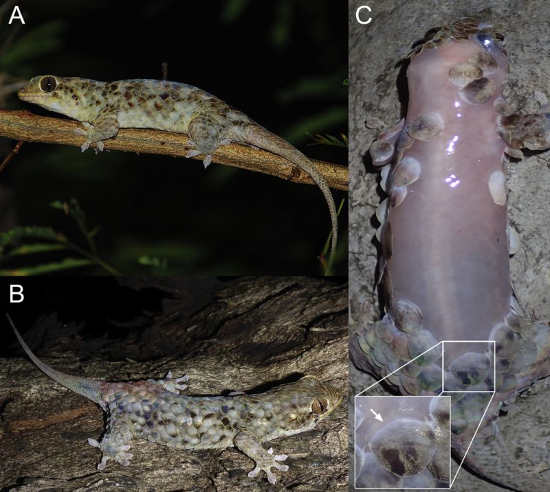 Новые виды животных. Геккон Geckolepis Megalepis