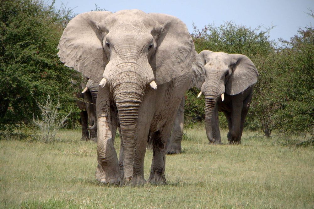 Животный мир африканских саванн. Саванный слон