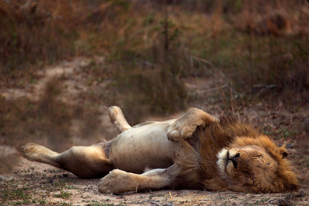 Сон животных. Львы
