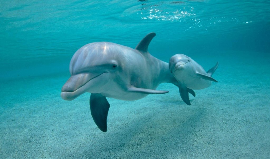 Сон животных. Дельфины