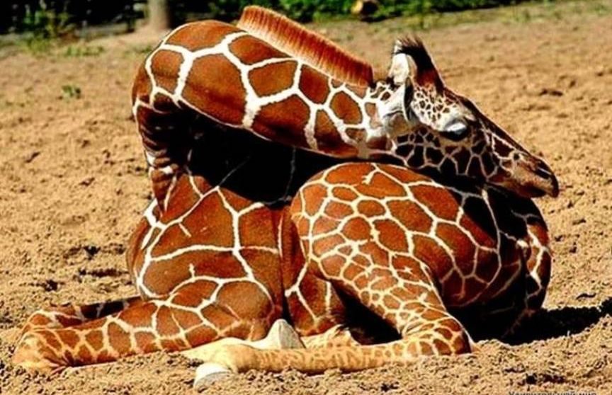 Сон животных. Жирафы