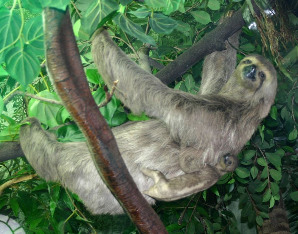 Тропический лес Амазонки. Трёхпалый ленивец