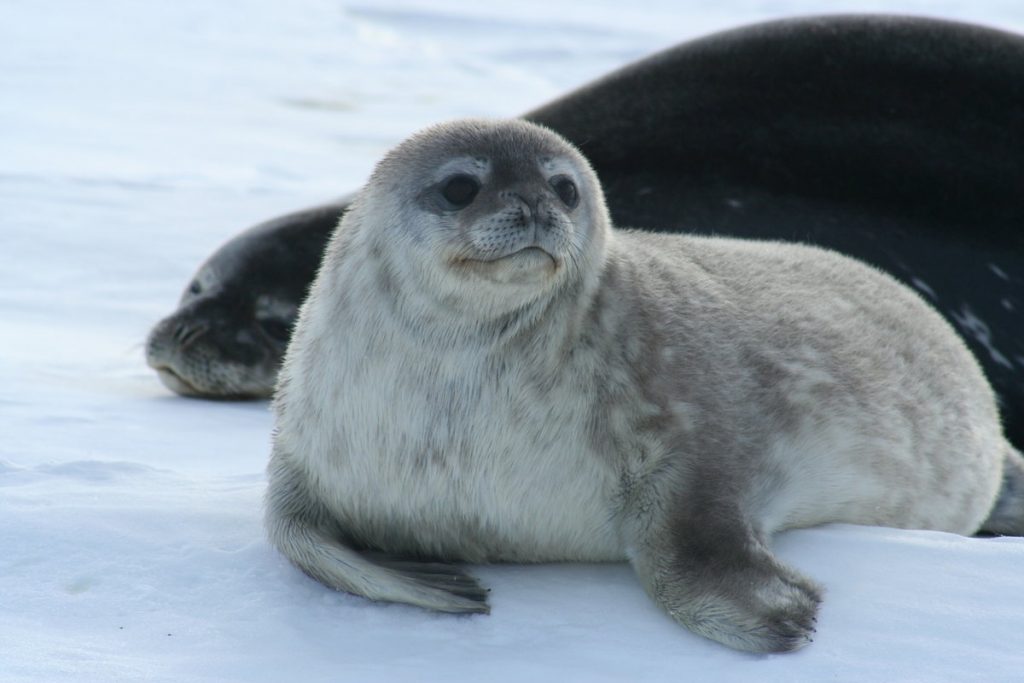 Животный мир Антарктики. Тюлень Росса