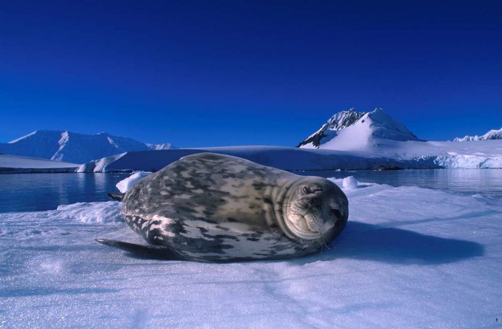 Животный мир Антарктики. Тюлень Уэдделла