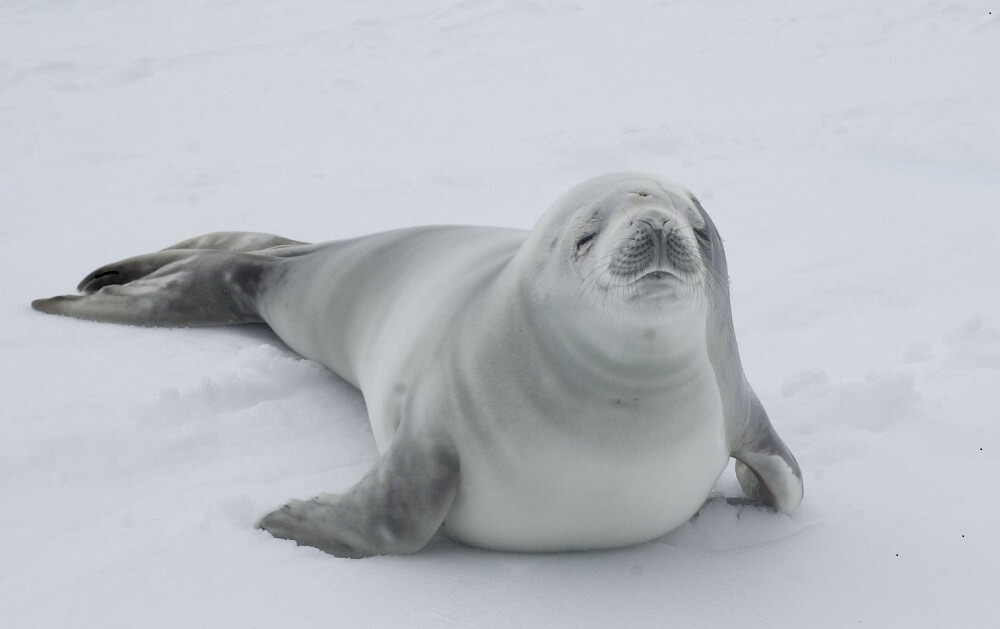 Животный мир Антарктики. Тюлень-крабоед