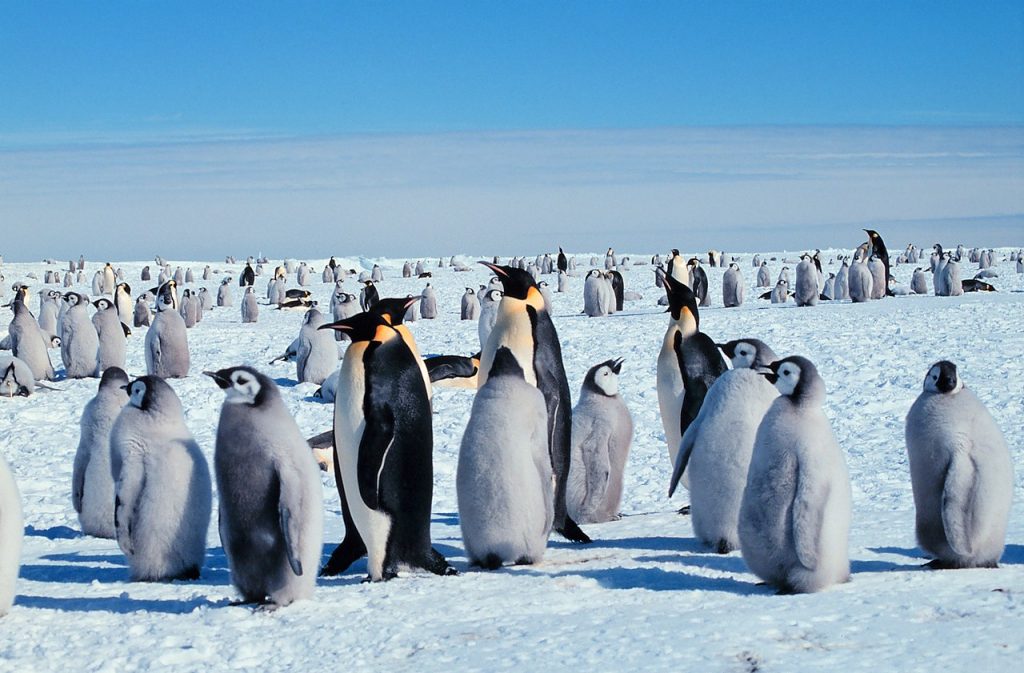 Животный мир Антарктики. Императорский пингвин