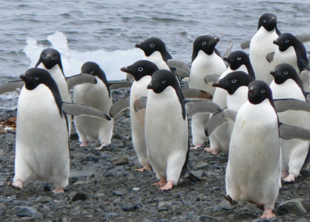 Животный мир Антарктики. Пингвин Адели