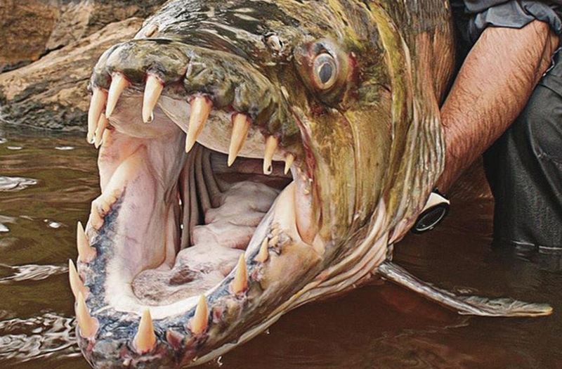 Животных с ужасающими зубами. Большая тигровая рыба
