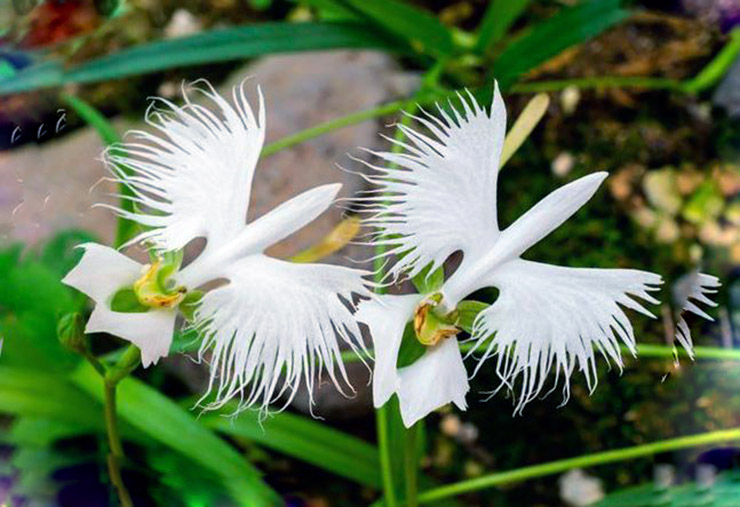 Самые необычные цветы. Орхидея Хабенария