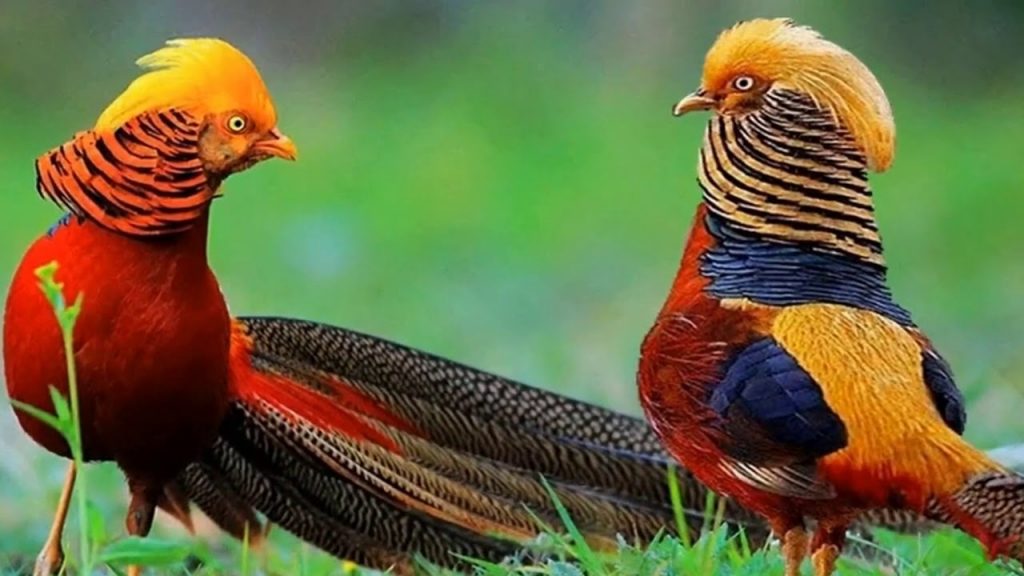 Самые необычные птицы. Золотой фазан