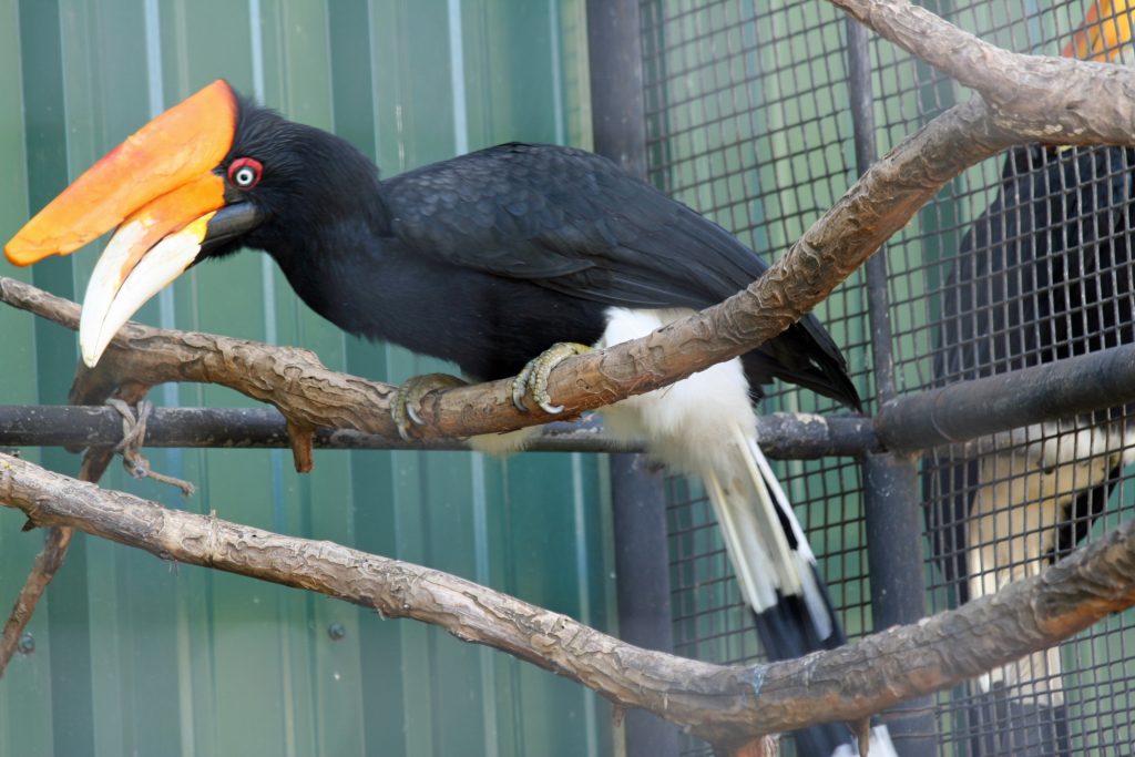 Самые необычные птицы. Малайский калао